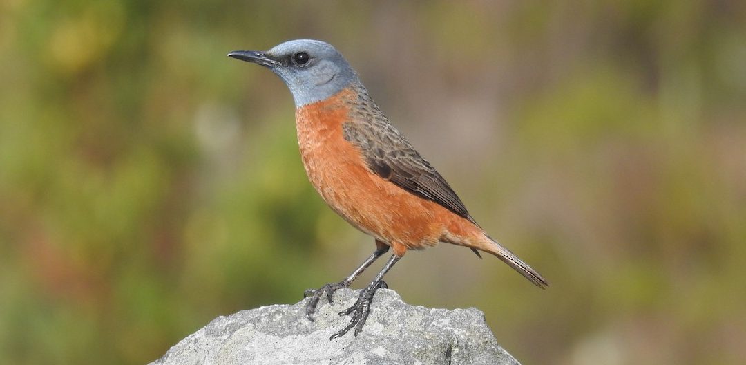 The Best Bird-Watching Spots in Cape Town