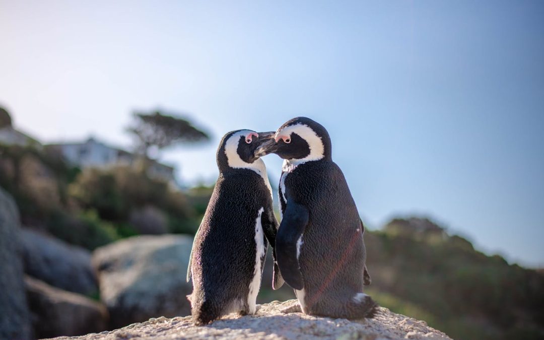 Cape Town Experiences